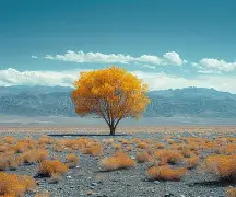 Minimalist Desert Architecture Case Study